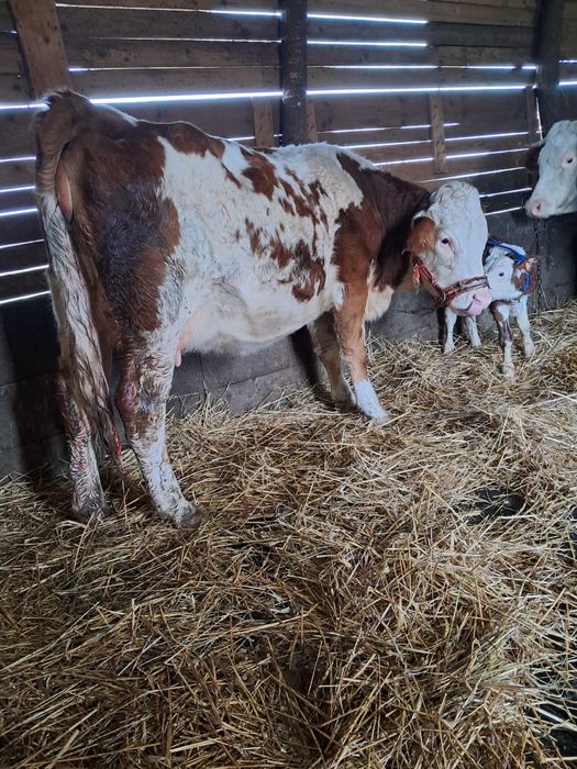 Vând jurincă cu vițea