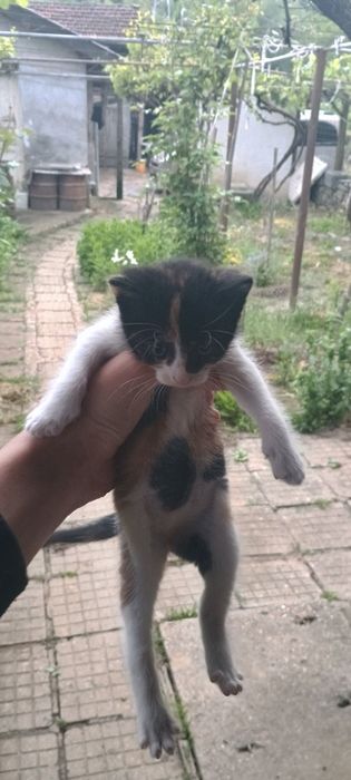 Подарявам котета