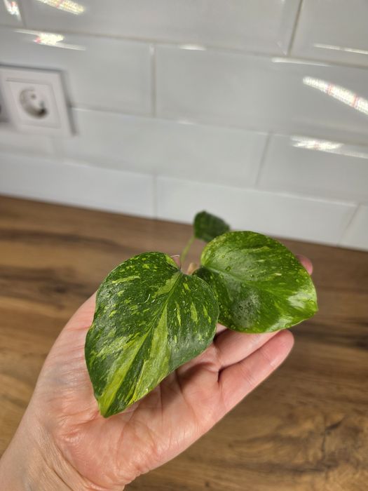Монстера Электролит Monstera Electro
