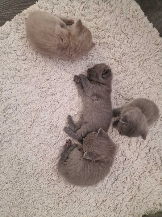 Шотландски клепоухи