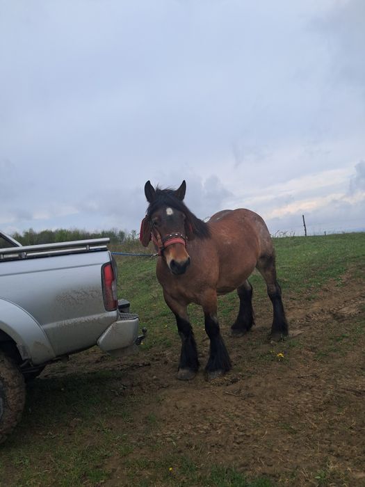 Vând iapa gestantă