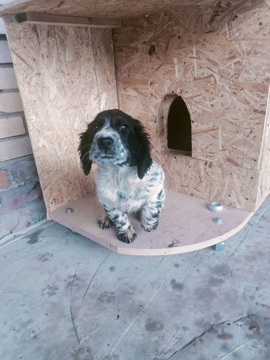 Русская спаниель