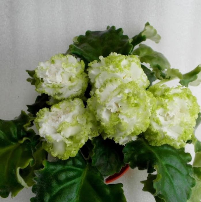 Продам листики сортовых фиалок.