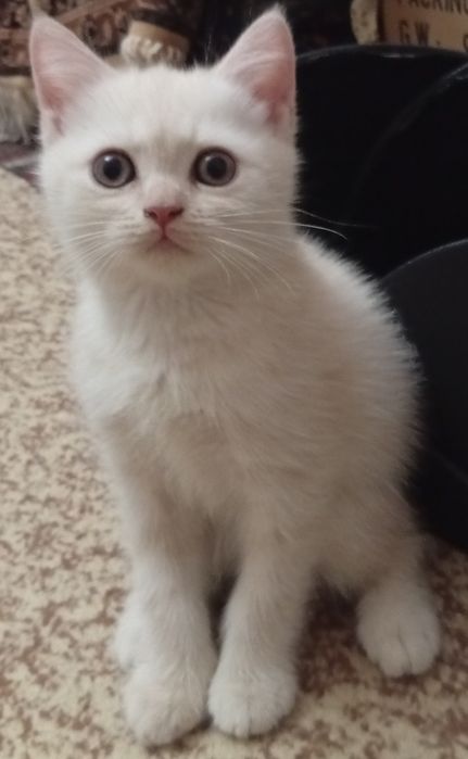 Скидка!Британские котята,за двоих 500.000!