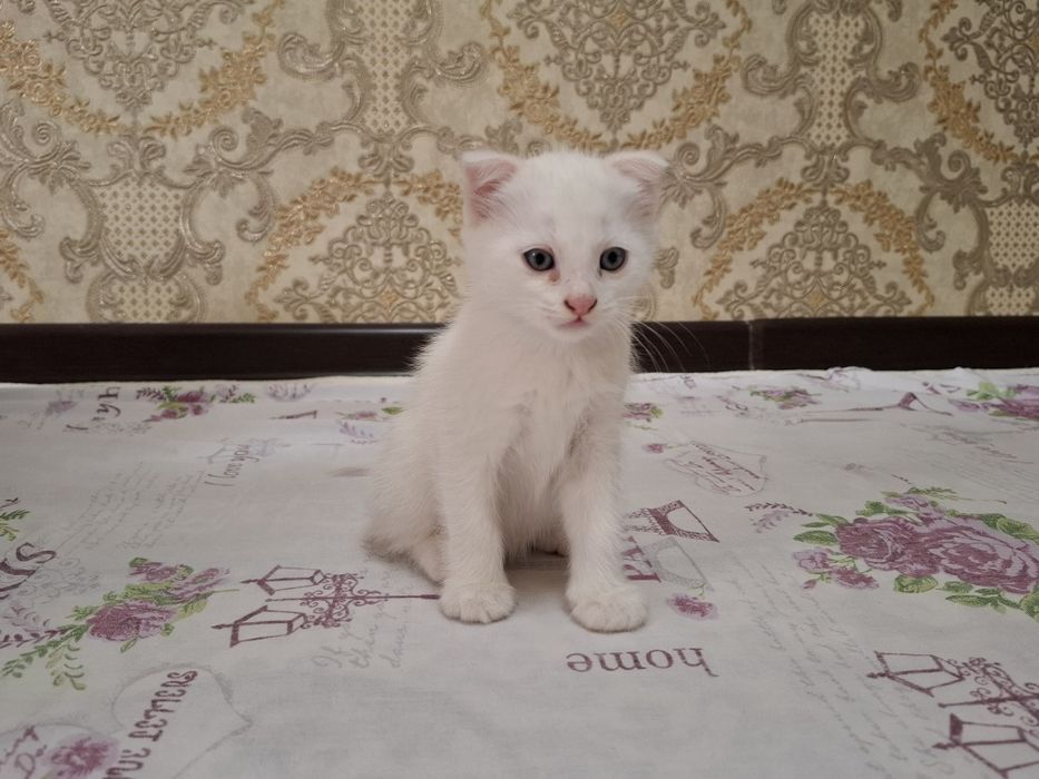 Scottish Fold mushuk sotiladi.