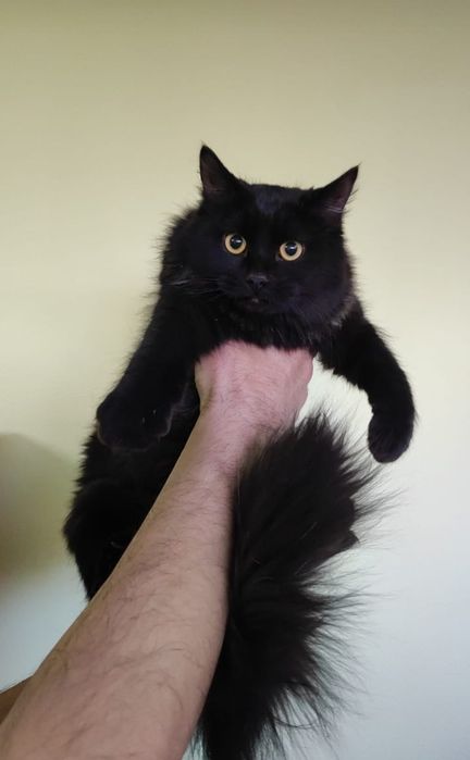 Кастрированный брутальный красавчик-Тайсон!