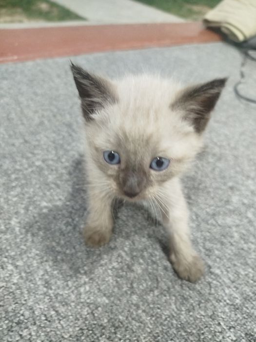 Churoyli vvxkkkwllgʻd