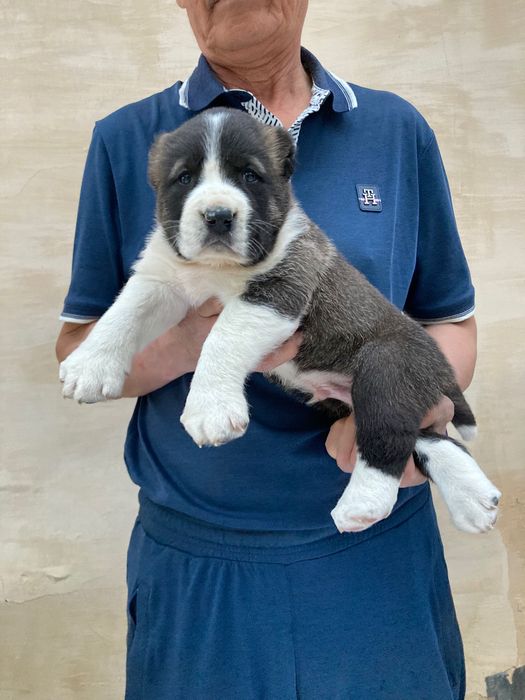 Щенок Алабая ( Туркменский )