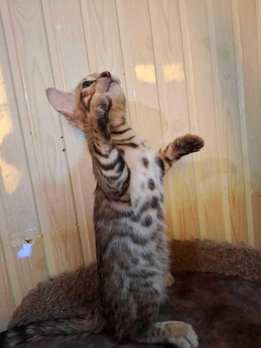 Бенгальский мальчик