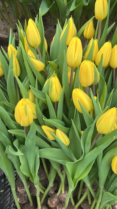 Тюльпаны Оптом и в розницу