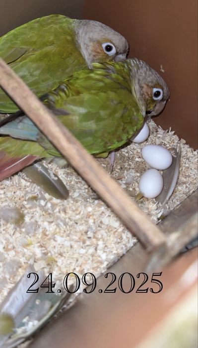 Бебета папагал ПИРУРА Cinnamon Yellow-sided