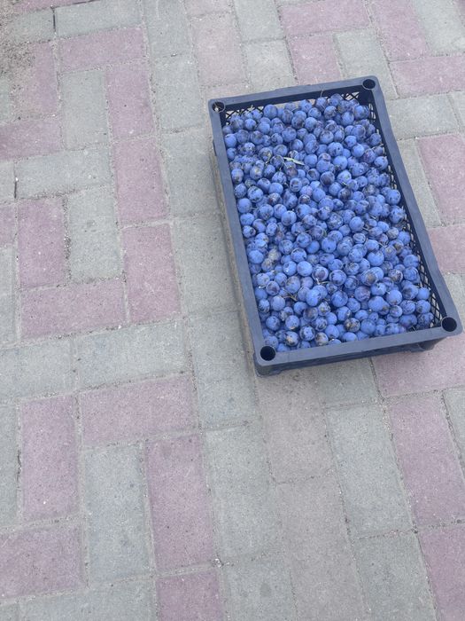 Слива терн свежее с дерева