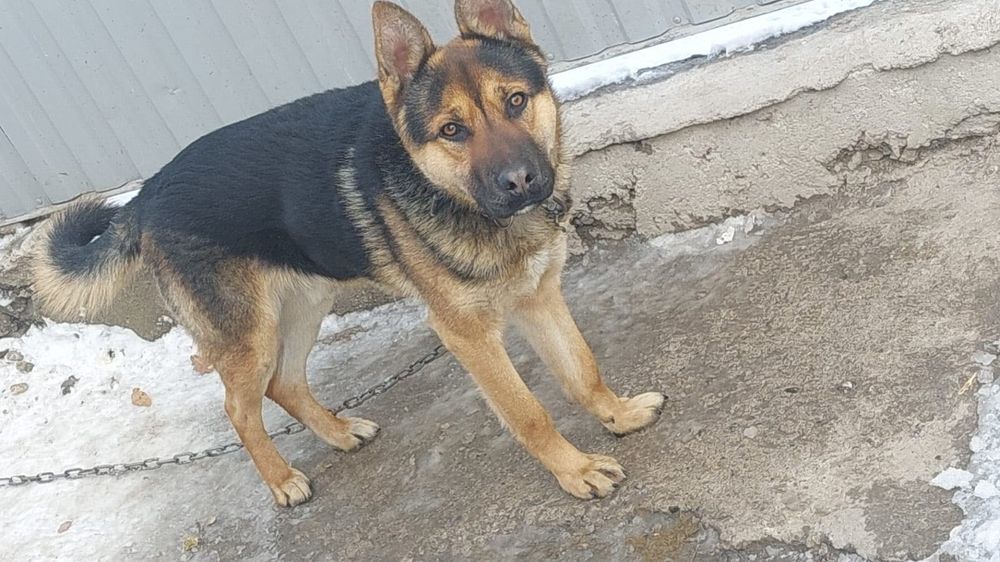 Продам овчарку в хорошие руки