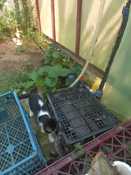 ofer pisoi de 1 luna spre adoptie in Pitesti sau Bucuresti