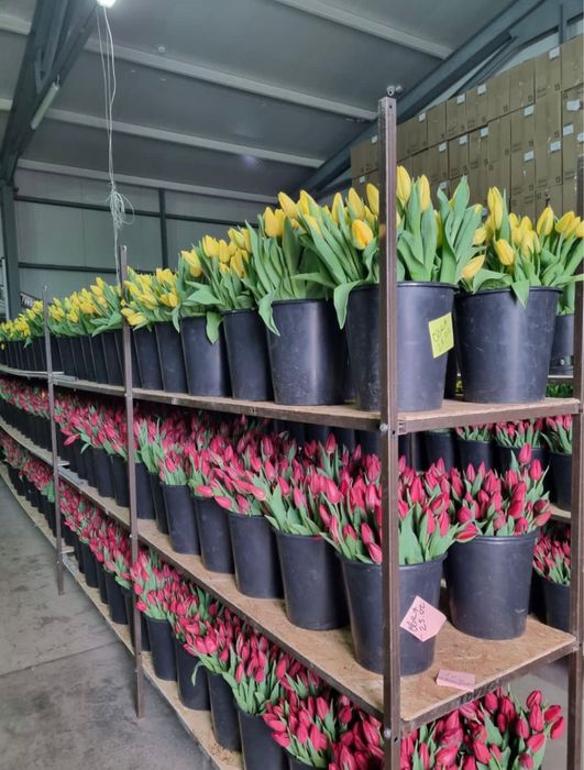 ТЮЛЬПАНЫ ОПТОМ сезон март 2026