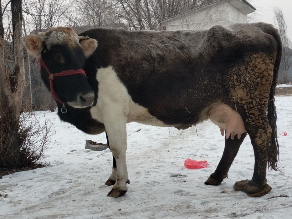 Бузаулы сиыр сатылады