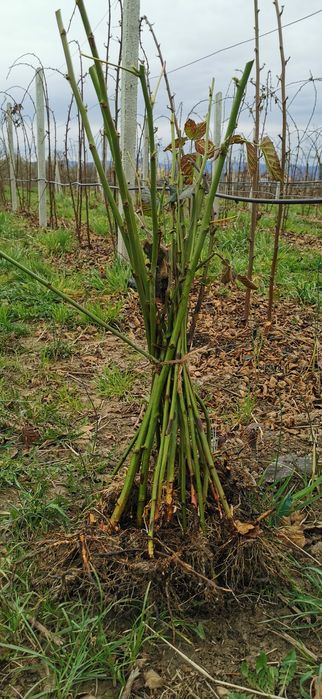 Butas mur Thornfree de 1-3 ani