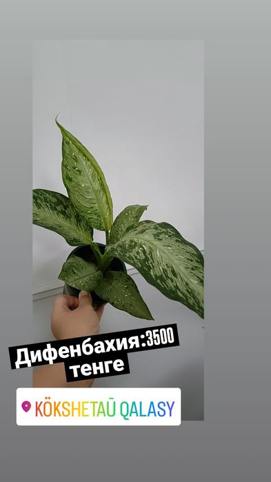 Дифенбахия:3500 тенге