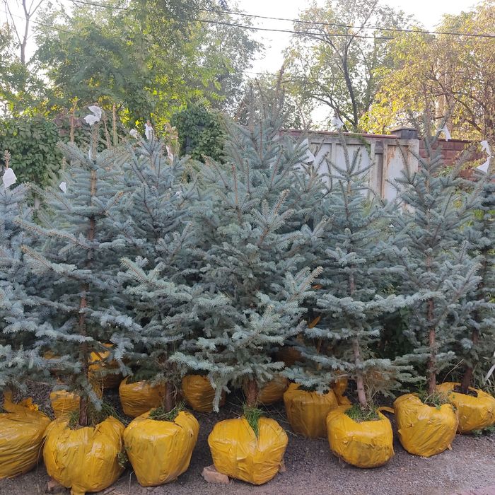 Голубые елки в Алматы