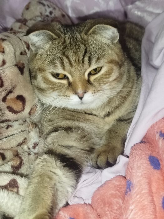 Срочно отдам кошку девочка