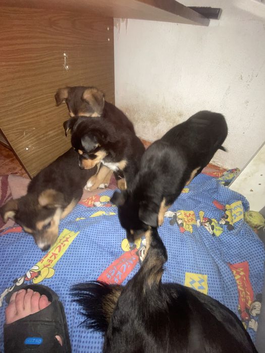 Подарявам кученца на два мевеца