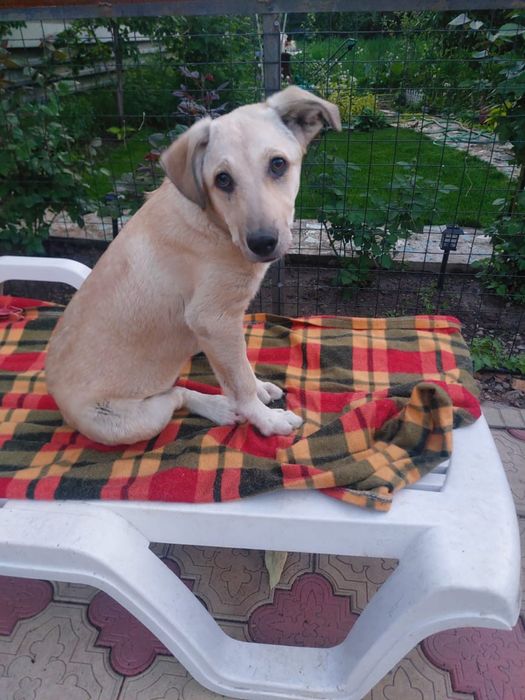 Щенки, помесь лабрадора