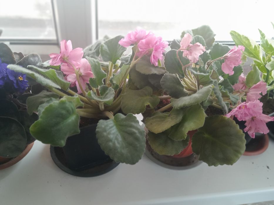 Продам комнатные цветы фиалки