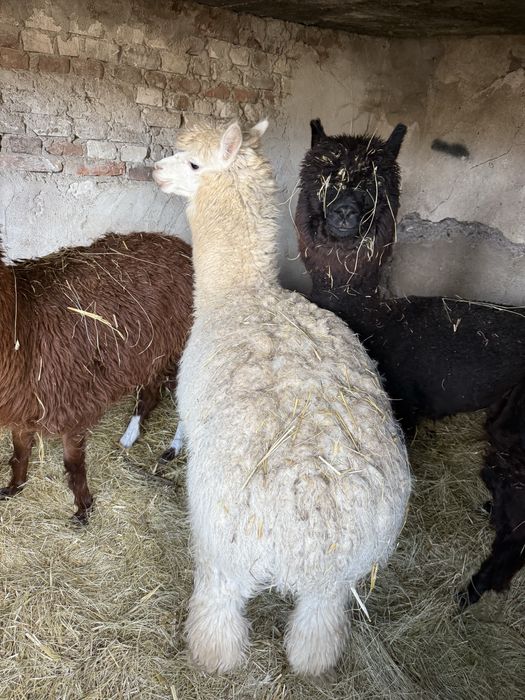 Vand alpaca alpaca