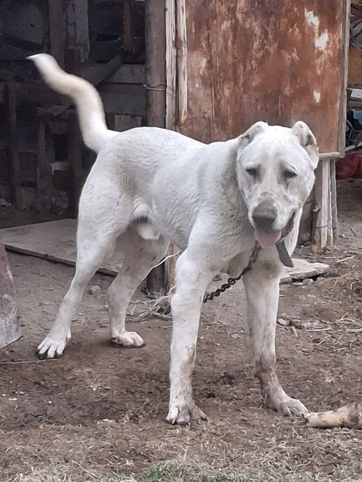 Помесной кушик 9 ай