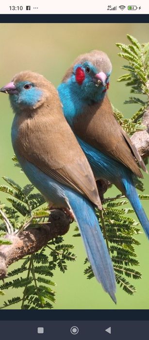 Păsări ornament București