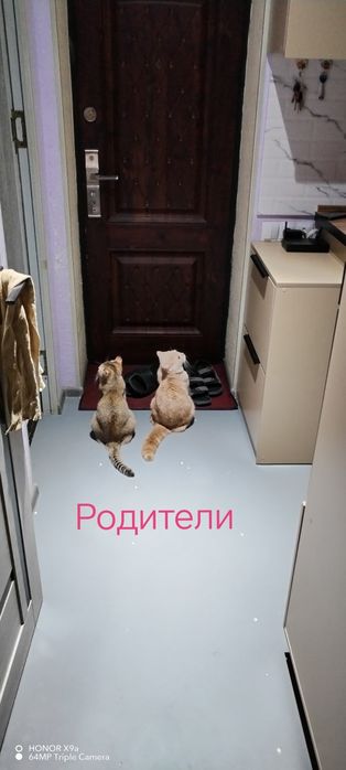 Котята Шодладского породы