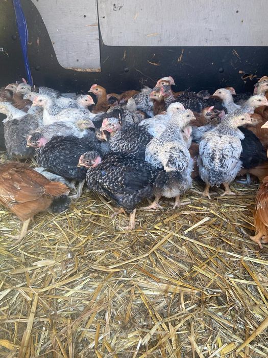 Pui de găină ! Livrare gratuita