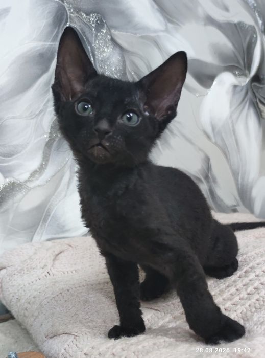 Котята сфинксы велюр