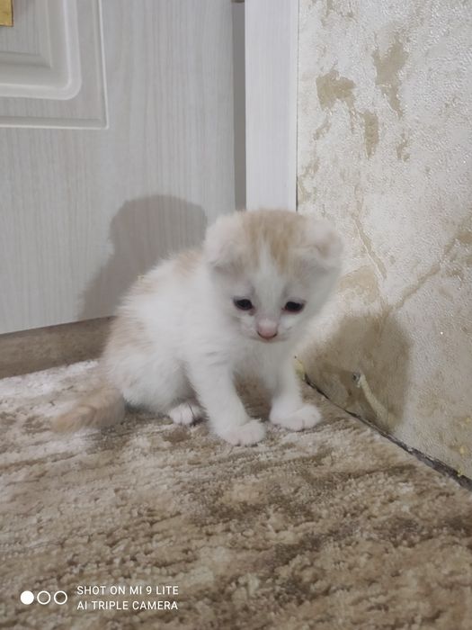 Bir yaqinlashib bolmaydigan gozallik dan Blowjob