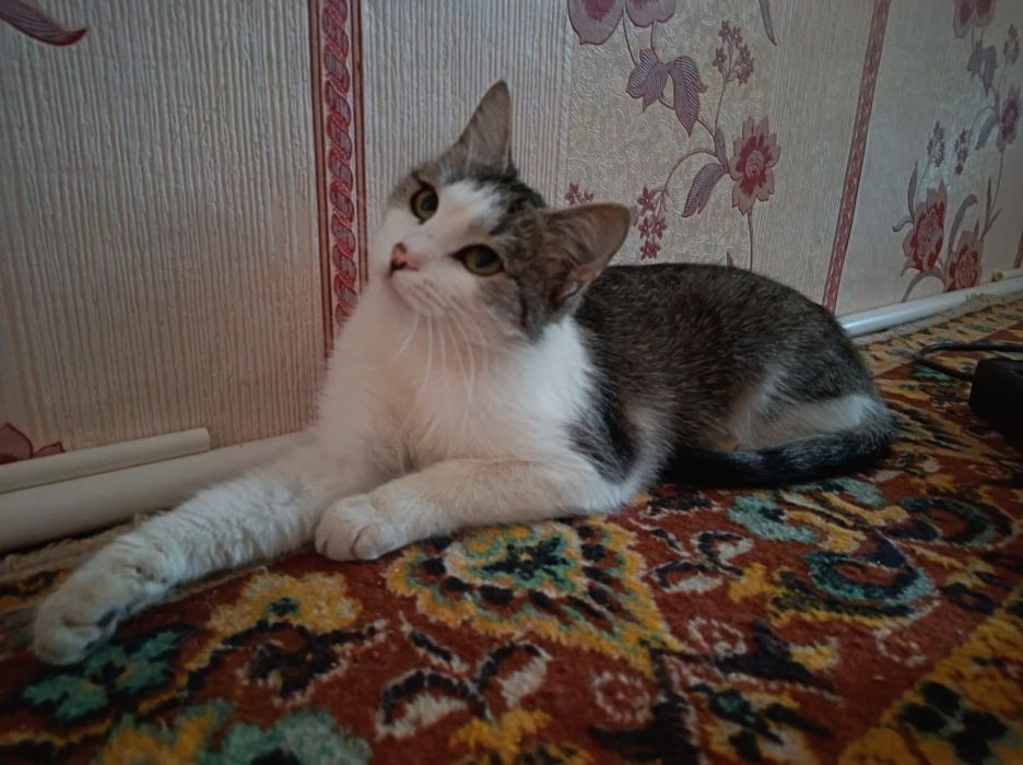 Кошка ищет любящую семью