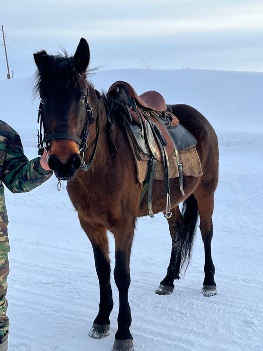 Продаю жеребую кабылу