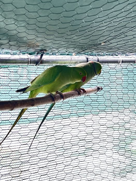 Schimb papagali maturi Micul Alexandru
