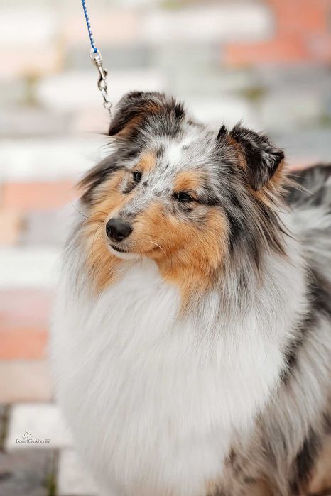 Щенки ШЕЛТИ, питомник GLAURETT ( FCI - KFU )