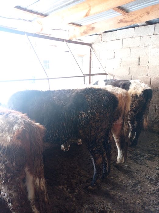 6 бас бука сатылады срочно