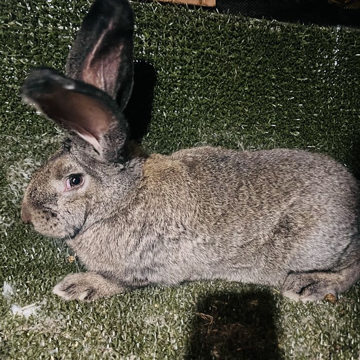 Femela urias german grifier din ianuarie 2026