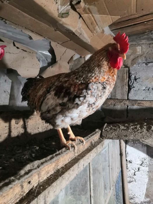 Продам петухов Билефельдер