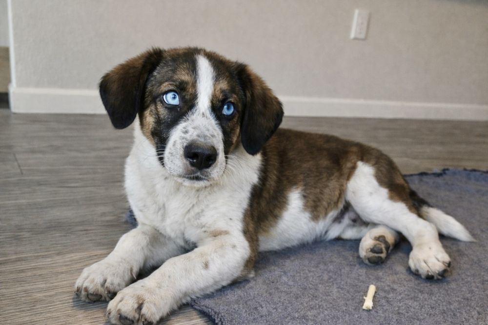 Маленький щенок мечтает о доме