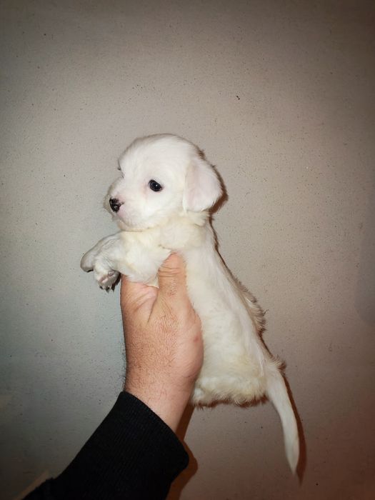 Bichon maltez mini toy băiat