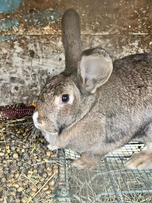 Iepuri mari pret 80 de lei de rasa