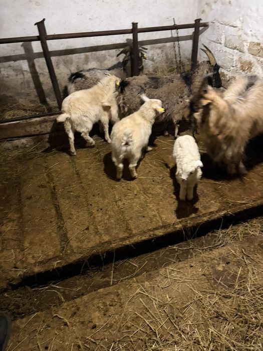 Сауынды ешкілер сатылады 40000 теңге