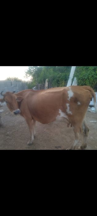 Вынужденый забой