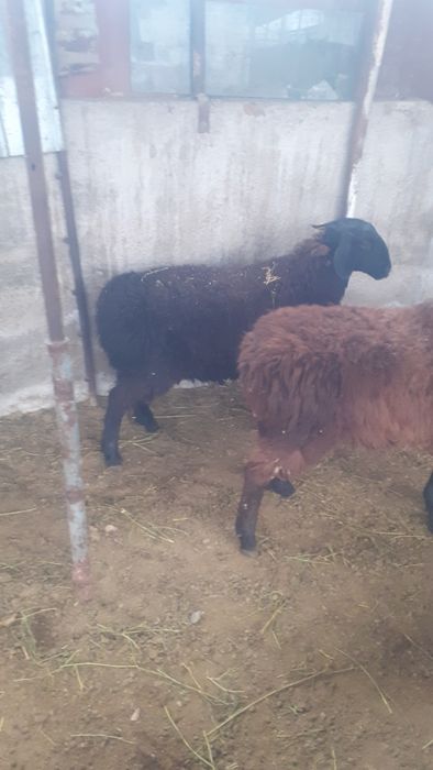 Қой сатылыды семіз