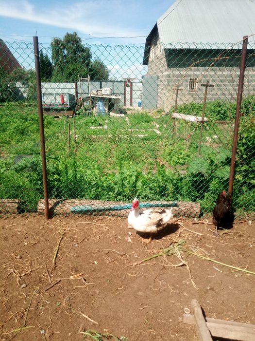Продам  индоуток.