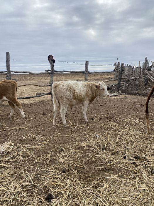 еркек баспактар сатылады