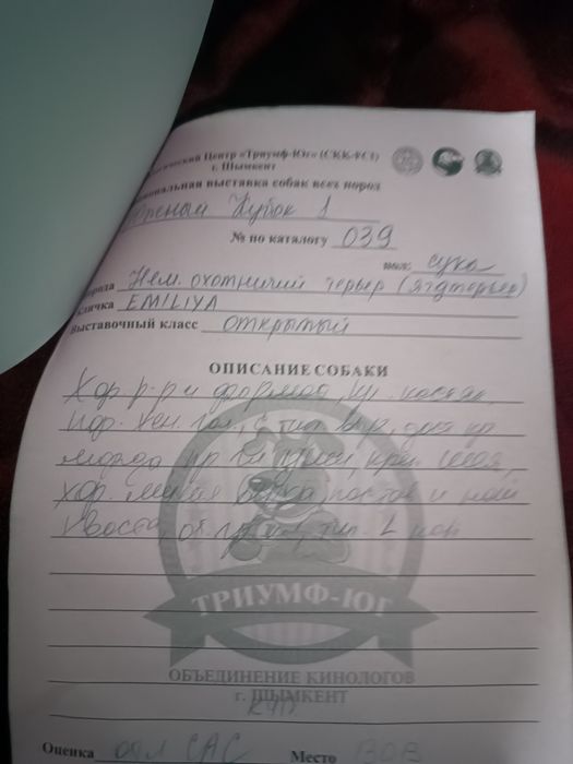 Продается ягдтерьр
